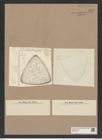Stictodiscus confusus Truan et Witt. (de-Toni-Nr.: Genus 205, Species 5254) Zeichnungen Sammlung Grunow Nr. 9045 (NHMW-BOT-W0378776)